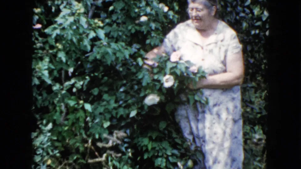 1960 Wauconda home-movie frame showing a woman in a floral dress picking roses from a dense green bush.