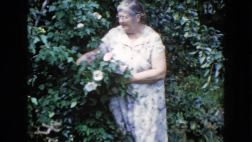 1960 Wauconda home-movie frame showing a woman reaching into a rose bush while standing in dense garden foliage.