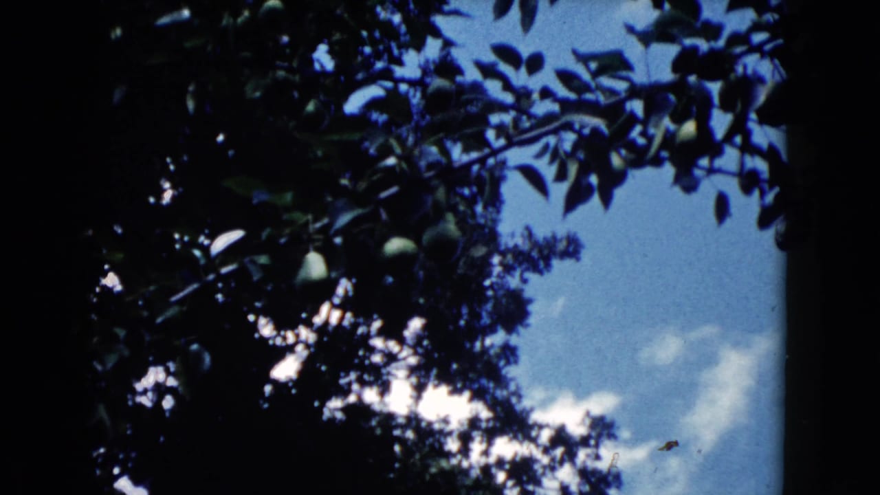 Dark tree leaves and branches frame blue sky with scattered clouds.