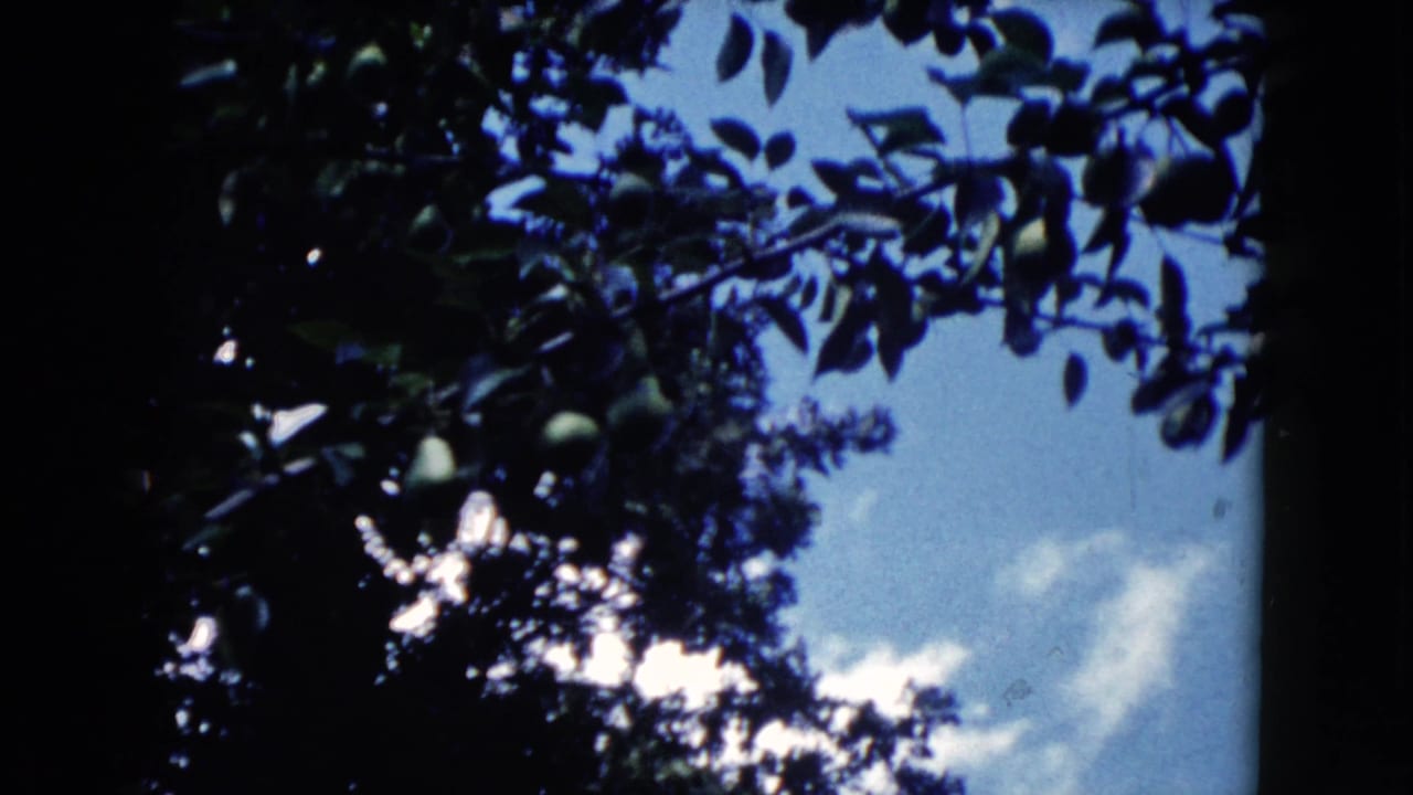 1960 Wauconda home-movie frame with dark leaves and branches crossing a blue sky with small white clouds.