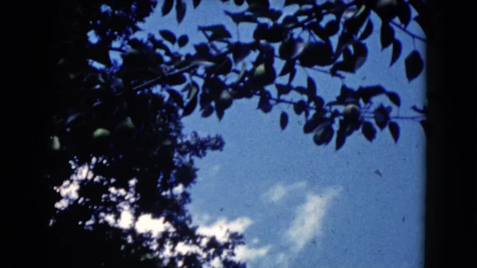 1960 Wauconda 8mm frame showing an upward view of tree leaves, branches, blue sky, and drifting white clouds.