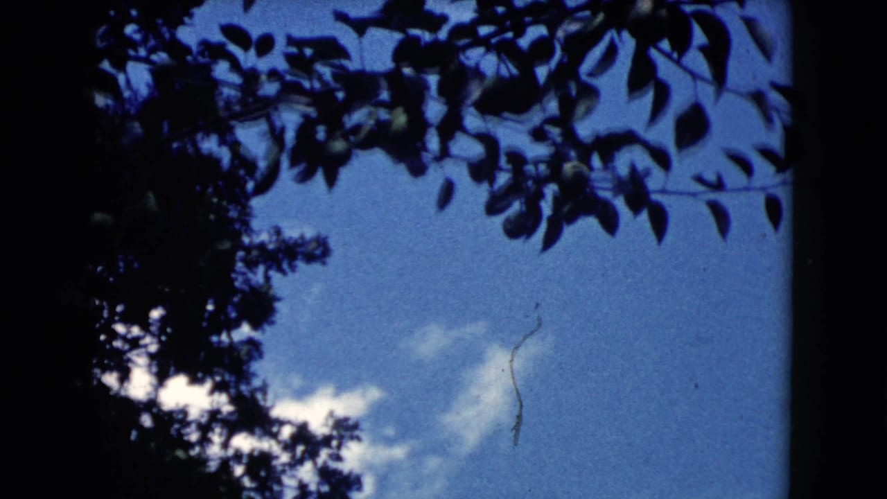 Silhouetted tree leaves frame a blue sky with small clouds.