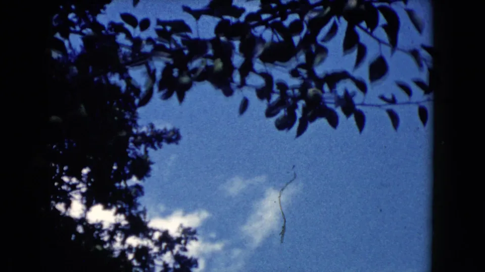 1960 Wauconda 8mm frame looking up through dark tree leaves toward blue sky and light clouds.