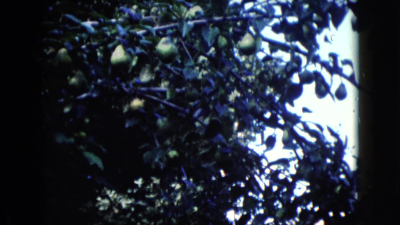 Green pears hang among dense leaves and branches.