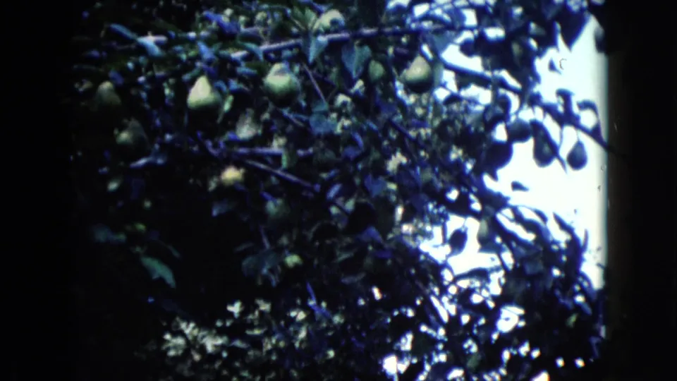 1960 Wauconda 8mm frame showing clusters of green pears hanging in a leafy tree canopy.