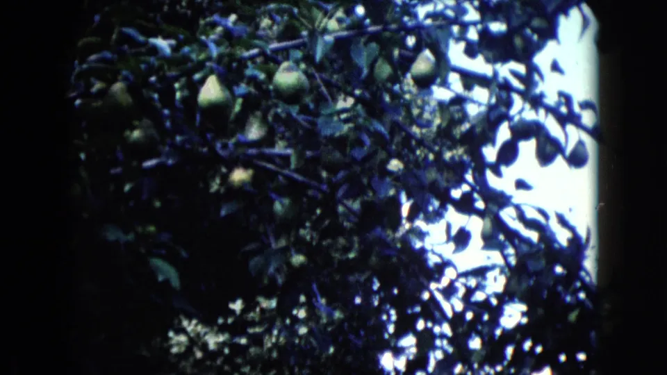 1960 Wauconda 8mm frame of a pear tree viewed from below, with hanging fruit and backlit leaves.