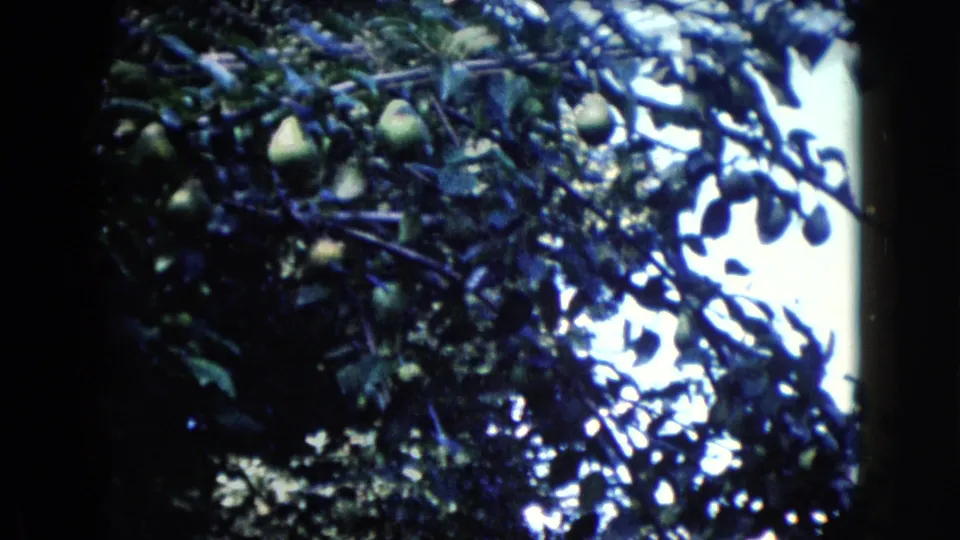1960 Wauconda 8mm frame with leafy pear branches, green fruit, and bright sky visible through the canopy.