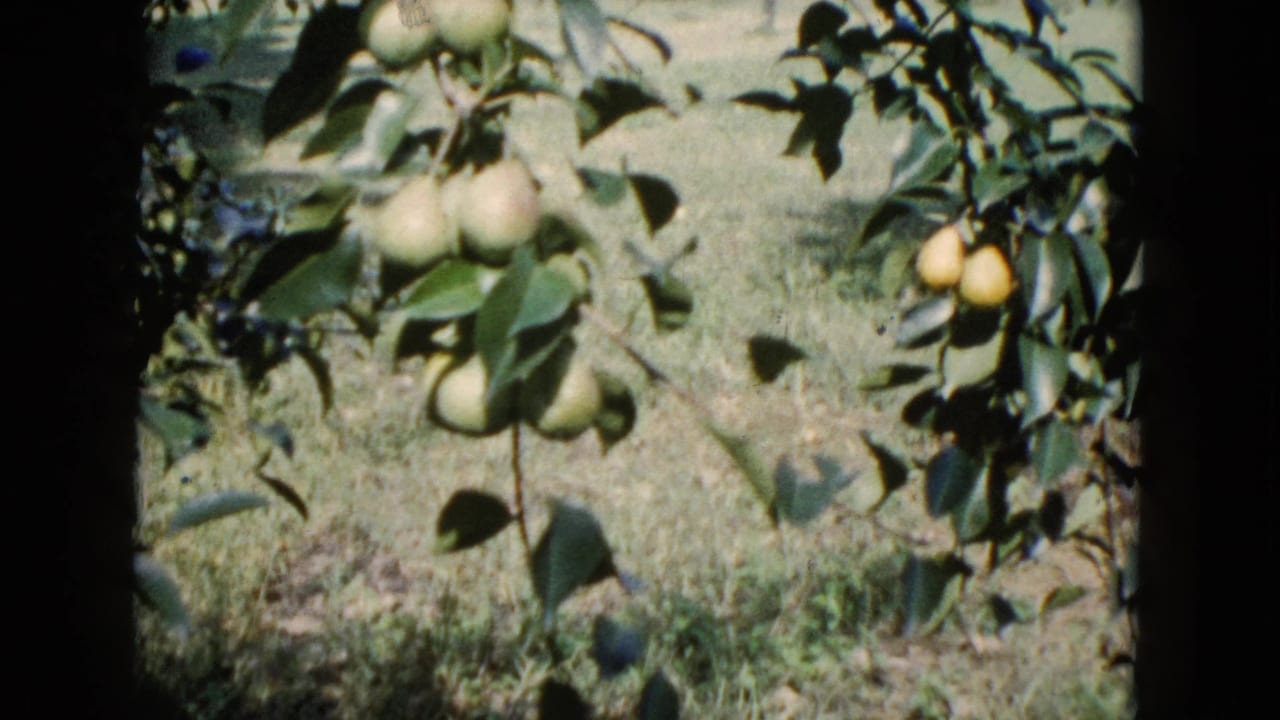 1960 Wauconda home-movie frame showing green pears on leafy branches over sunlit grass with visible small-gauge film borders.