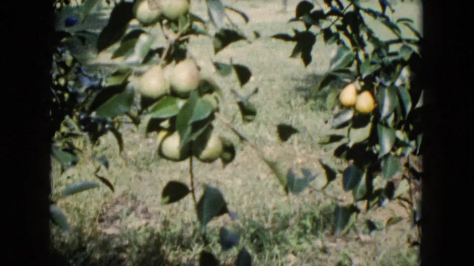 1960 Wauconda home-movie frame showing green pears on leafy branches over sunlit grass with visible small-gauge film borders.