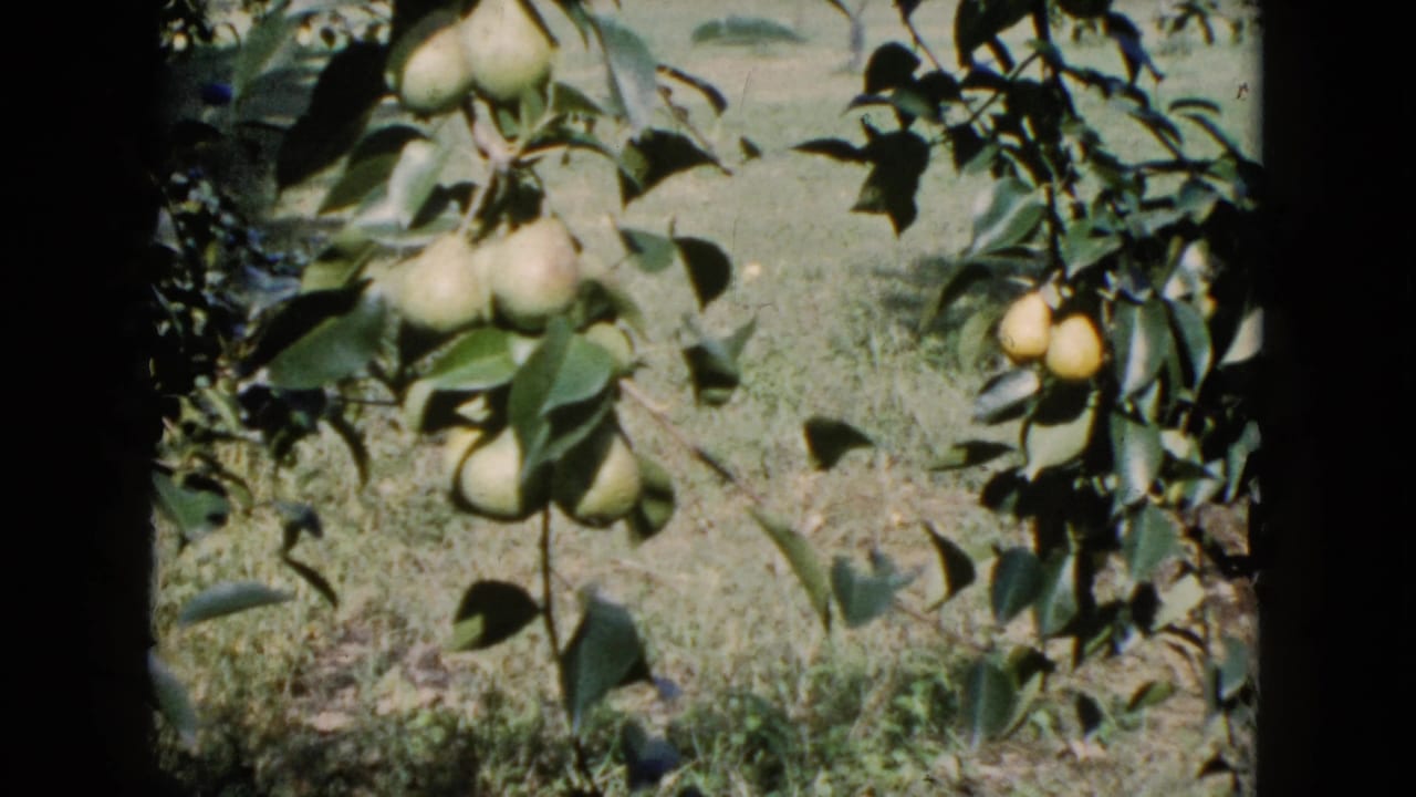1960 Wauconda 8mm still with pear clusters and broad leaves filling the frame against a grassy orchard background.