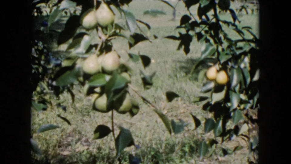 Mid-century 8mm frame from Wauconda showing a pear-laden branch over grass, with soft focus and visible film-gate edges.