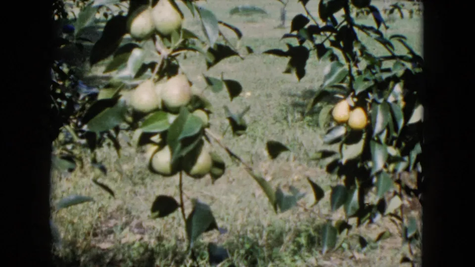 1960 Wauconda home-movie still showing pears on leafy branches against grass, with rounded 8mm frame edges and faded color.
