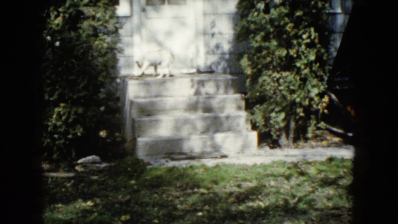 Concrete front steps bordered by shrubs and grass in dappled daylight.