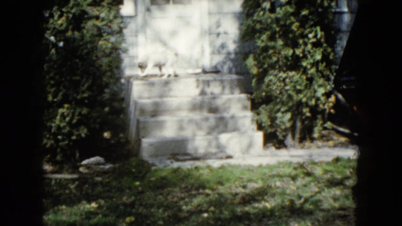 Front steps and bushes with a small pale shape near the upper step.