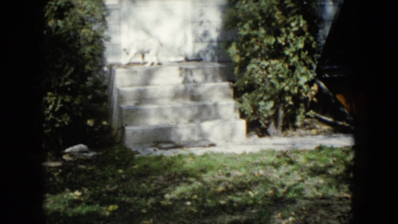 In Wauconda, Illinois home-movie footage from 1960, a light-colored dog appears on a concrete backyard stoop near shrubs and grass.