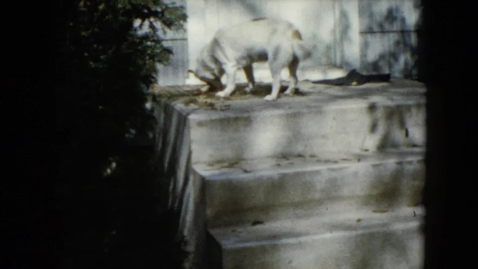 A light-colored dog lowers its head to sniff or eat from a concrete backyard step in 1960 Wauconda home-movie footage.