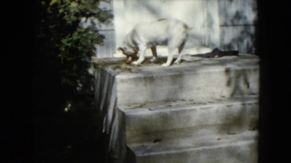 The dog remains on the concrete stoop in Wauconda, Illinois, head down as it investigates or eats from the step.