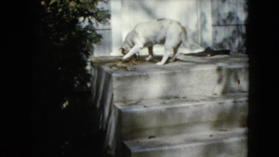 The dog shifts forward on the backyard steps, stretching one paw down while continuing to sniff the concrete surface.