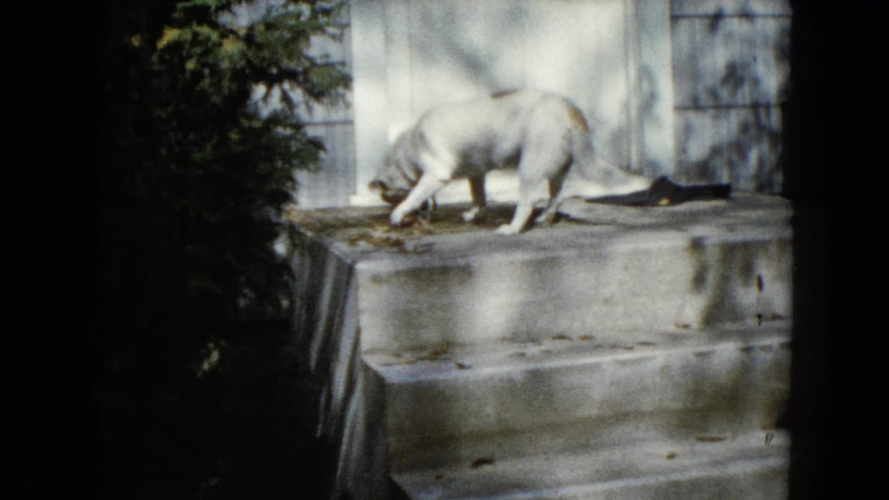 White dog lowers its head toward a bone on concrete porch steps beside a white door.