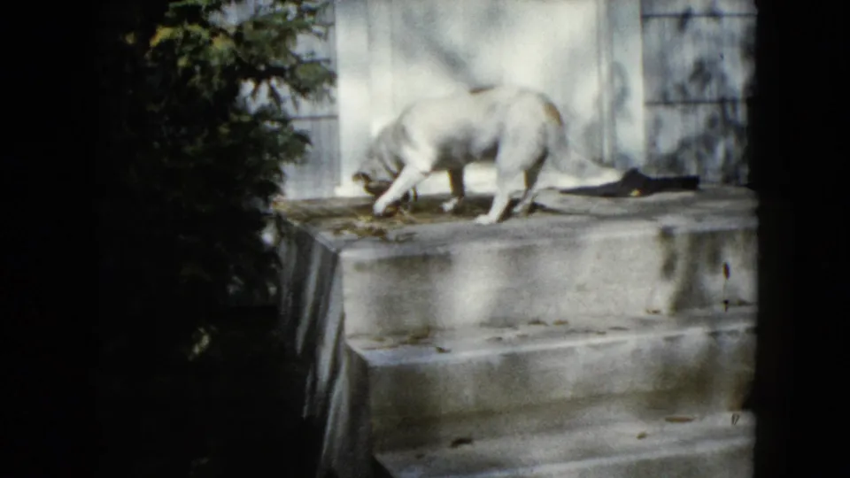 1960 Wauconda, Illinois 8mm frame showing a white dog sniffing near a bone on concrete steps by a weathered white door.
