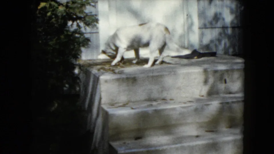 White dog on a Wauconda porch in 1960, head lowered as it sniffs or gnaws near a bone in bright sun.