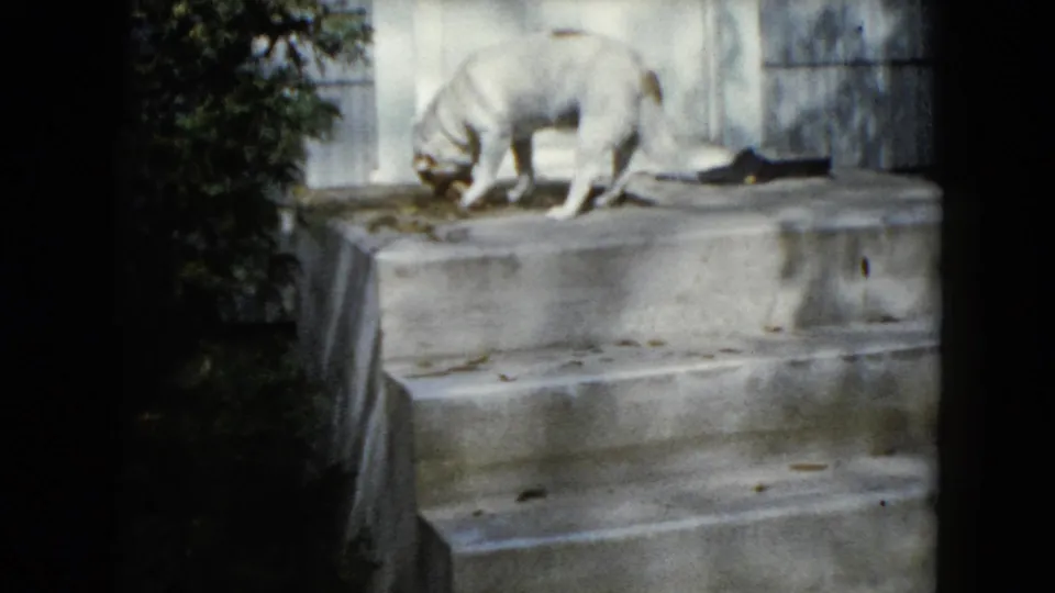 White dog continues sniffing or gnawing on a concrete porch step outside a white door in 1960 Wauconda footage.