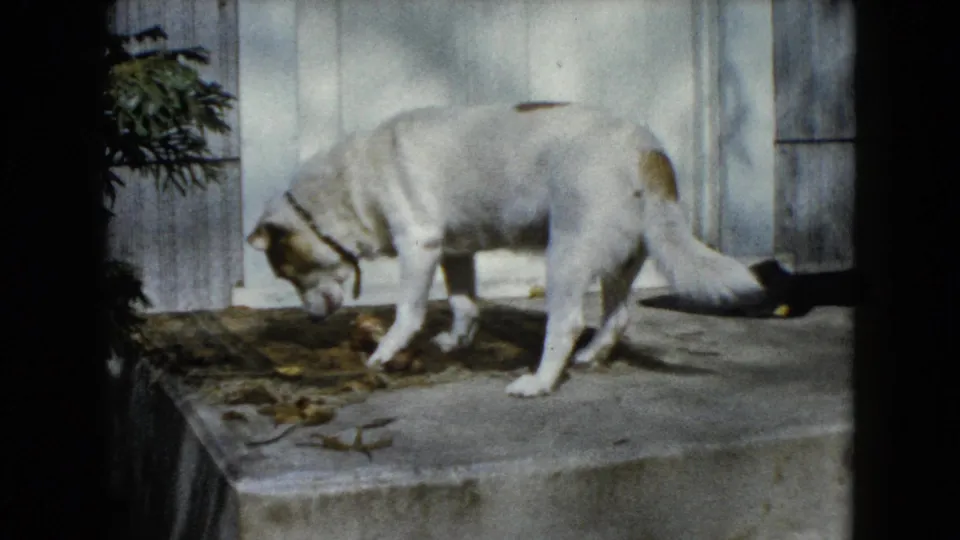 Closer 8mm frame of the white dog standing on the porch step in Wauconda, Illinois, with the bone or dark object nearby.