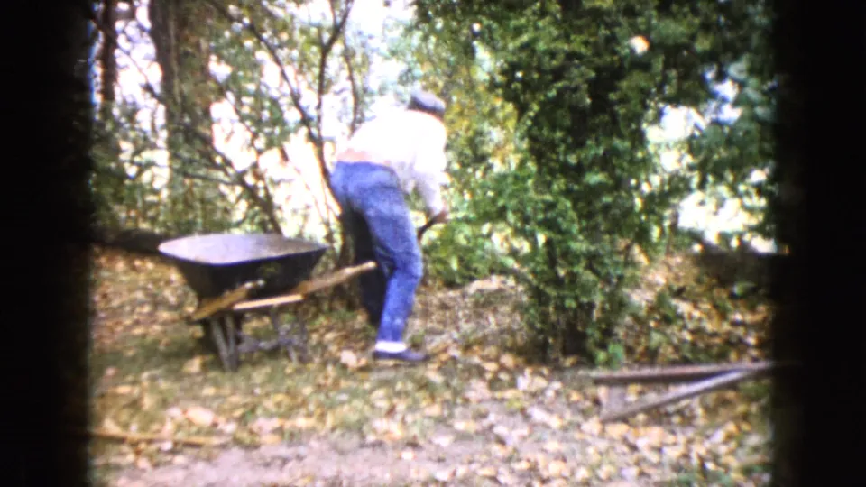 A man works beside brush and a wheelbarrow in the 1960 Wauconda, Illinois outdoor home-movie scene.