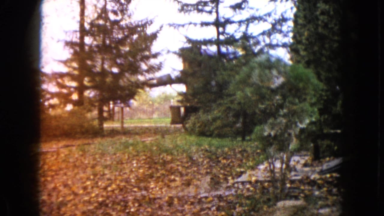 1960 Wauconda home-movie frame showing a leaf-strewn residential yard bordered by evergreen trees.