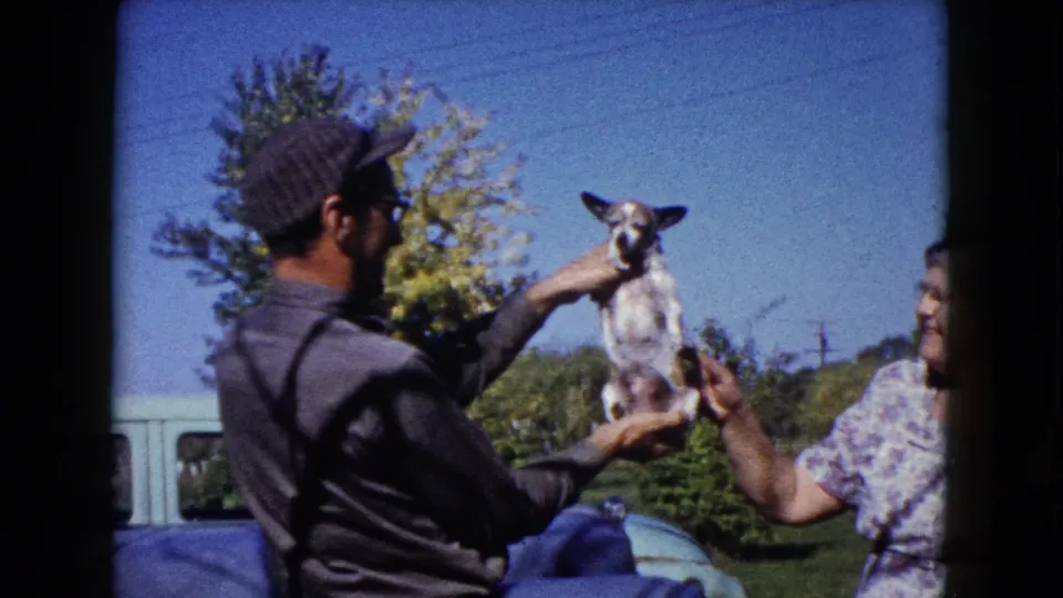 A man in a cap and glasses holds the small puppy up in the yard as the woman reaches toward it, with a car and trees in the background.