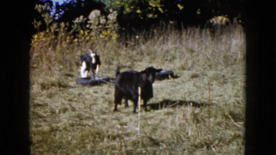 A black goat and a white goat graze in a dry pasture, continuing the Wauconda home-movie sequence from domestic yard life to livestock.