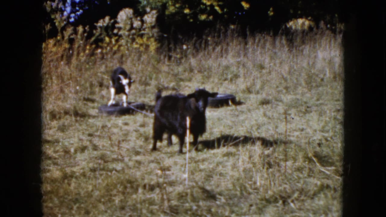 Two goats in a dry grassy field, with one black goat in front and another goat near an old tire.