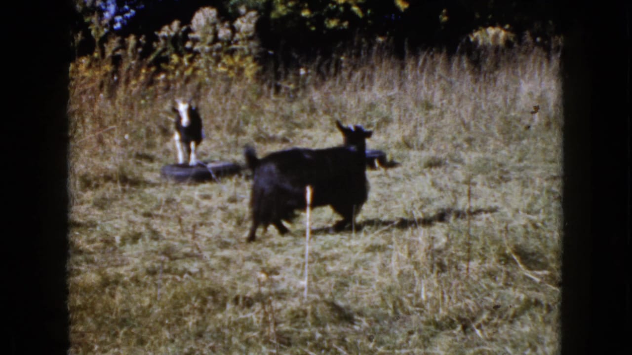 Black goat turns in the field while a black-and-white goat stands on or beside an old tire.