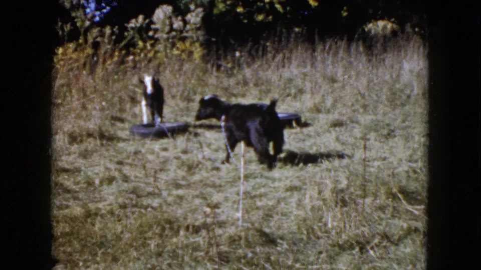 1960 Wauconda, Illinois 8mm frame showing one goat lowering its head in the grass and another standing near an old tire.