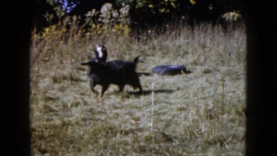 1960 Wauconda, Illinois 8mm frame of a black goat walking across dry grass, with another goat and old tire behind it.