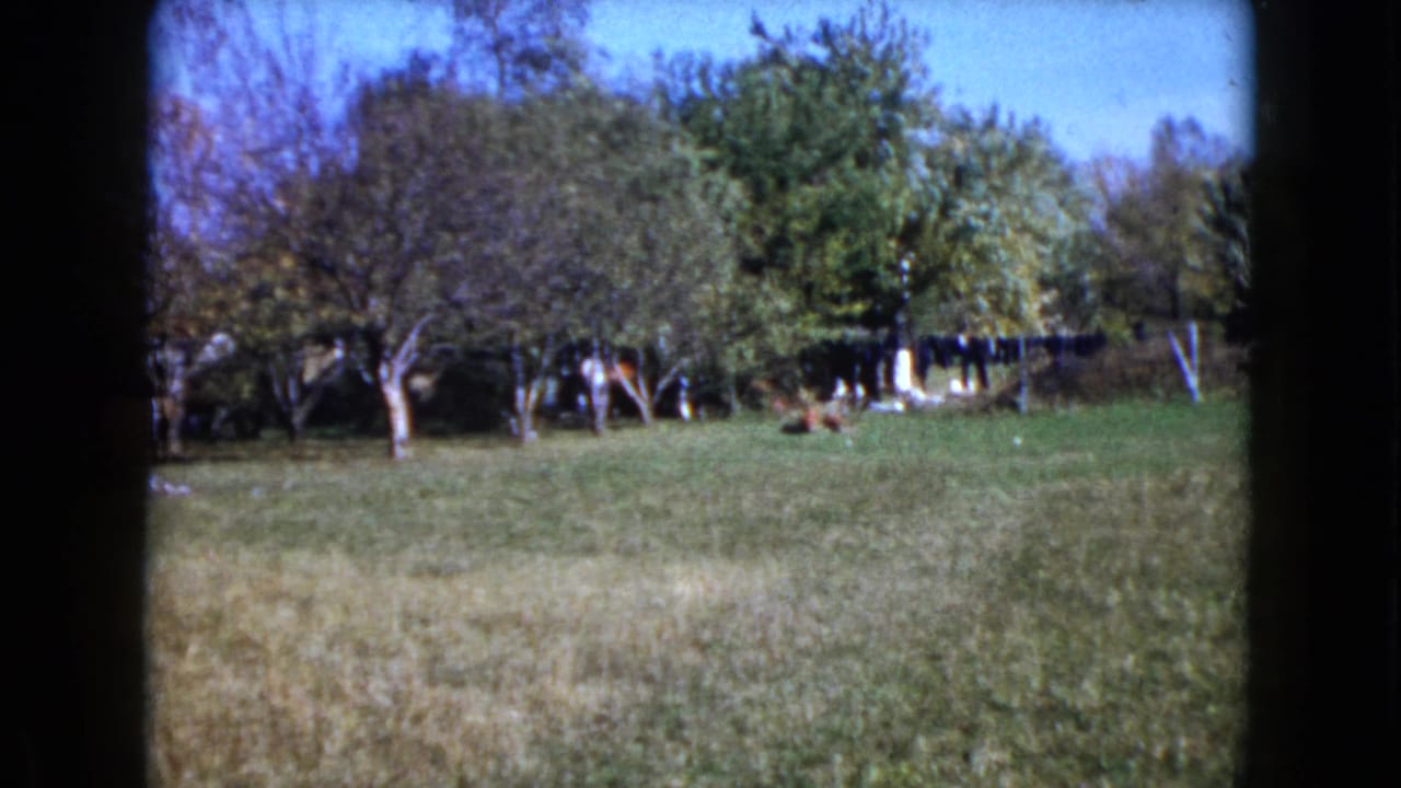Grassy yard with trees, laundry on a clothesline, and distant figures near the background.
