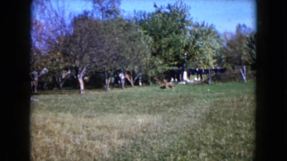 1960 Wauconda, Illinois home-movie frame showing a rural grassy yard, scattered trees, laundry line, and distant people.