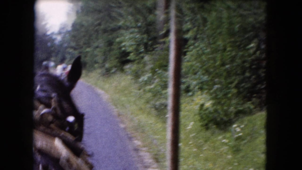 Horse head and harness beside a narrow road with dense green trees and roadside grass.