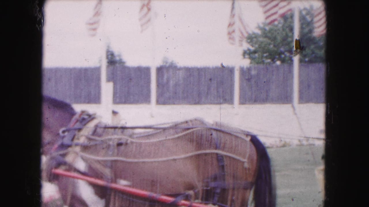 Harnessed brown horse fills the frame with American flags and fence in the background.