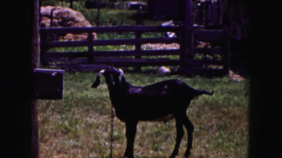 A black goat stands in a grassy fenced enclosure, marking a shift from waterfront footage to a rural animal scene.