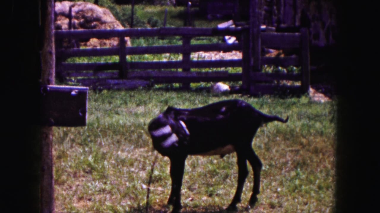 Black goat with white markings stands in a grassy farm enclosure near Buffalo in 1961, with fencing and hay behind it.