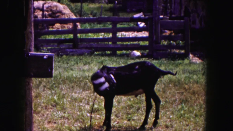 Black goat with white markings stands in a grassy farm enclosure near Buffalo in 1961, with fencing and hay behind it.