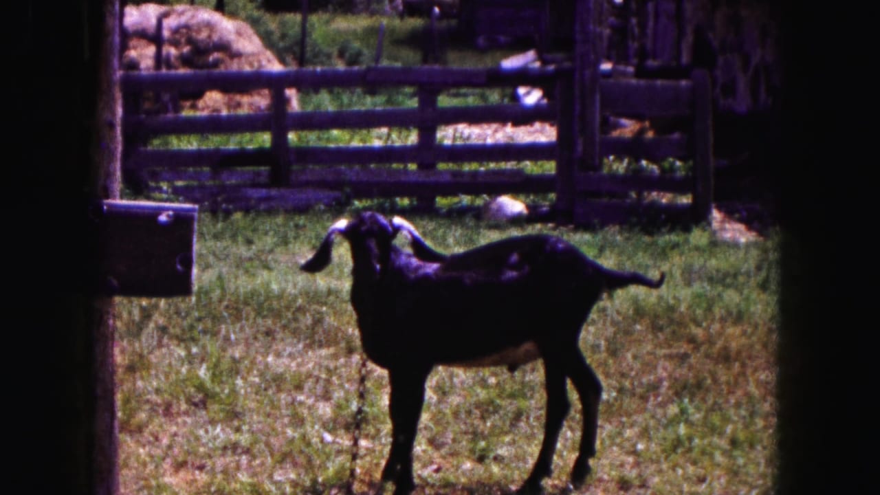 Black goat faces partly toward the camera in a grassy fenced area.