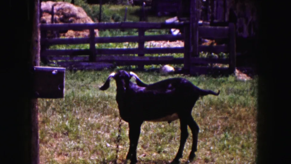 The goat turns its head toward the camera while standing in a 1961 Buffalo farm enclosure with wooden fencing behind it.