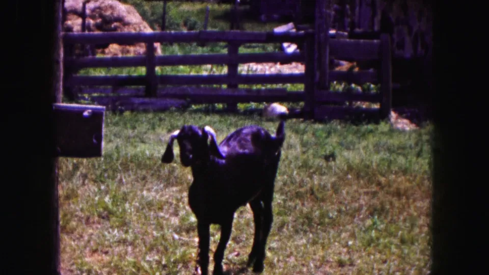 A front-facing black goat stands on sunlit grass in the Buffalo-area 1961 home-movie farm scene.