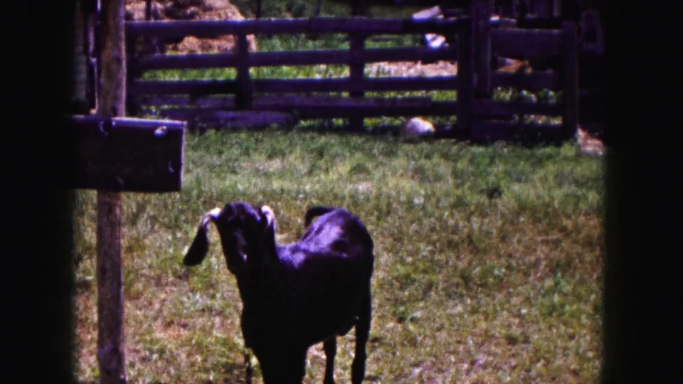 The black goat bends or turns within the grassy enclosure, with fence rails and hay visible in the 1961 Buffalo footage.
