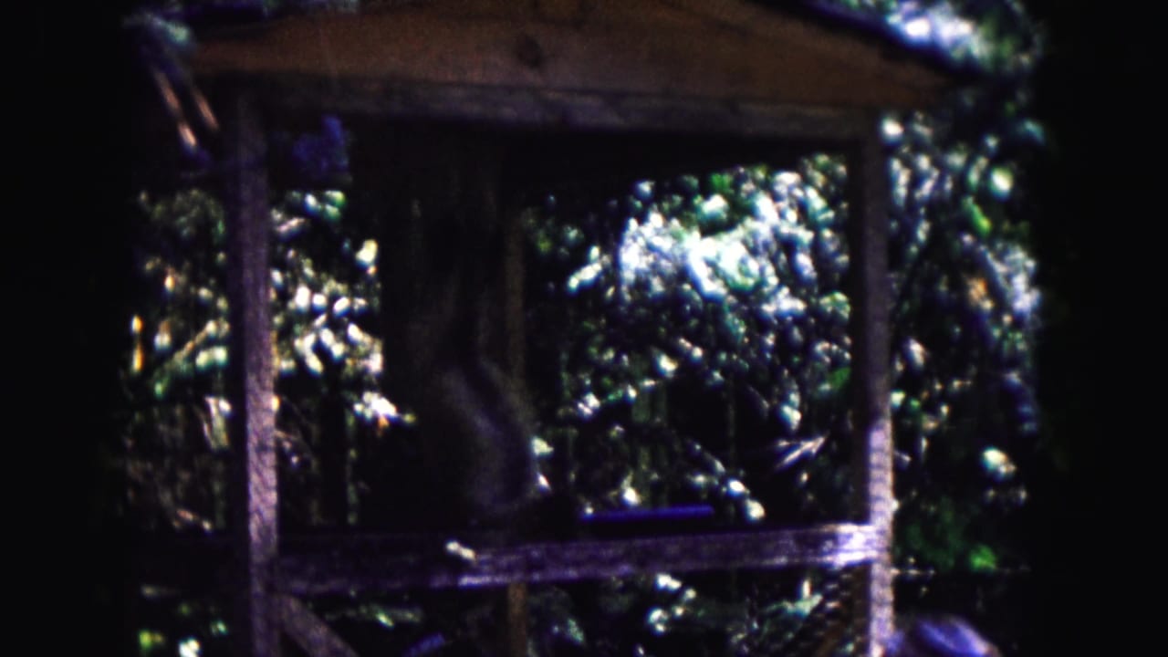A primate appears in shadow inside a wooden zoo enclosure in 1961 Buffalo footage, with leaves and cage framing around it.