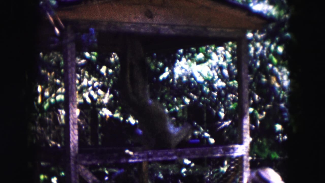 Primate swinging or climbing near wooden cage beams in a dark leafy enclosure.