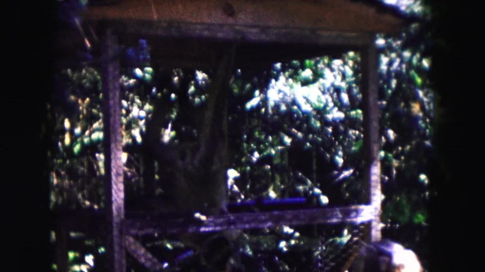 The primate is partly obscured in a dark 8mm frame, positioned near the center of a wooden zoo enclosure with foliage beyond.
