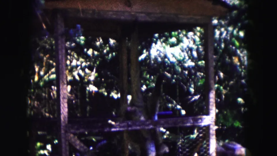 A primate appears lower in the wooden enclosure in the 1961 Buffalo zoo clip, with mesh, beams, and dense foliage around it.